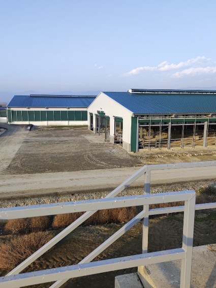 Cow barns of the farm in Azerbaijan