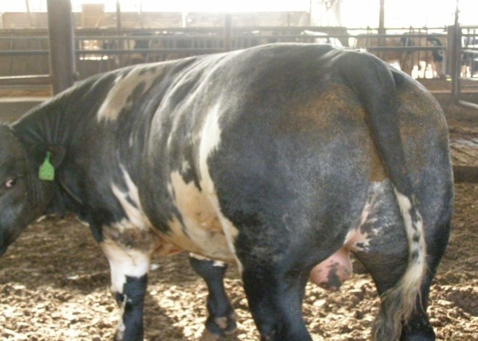 Finished bull