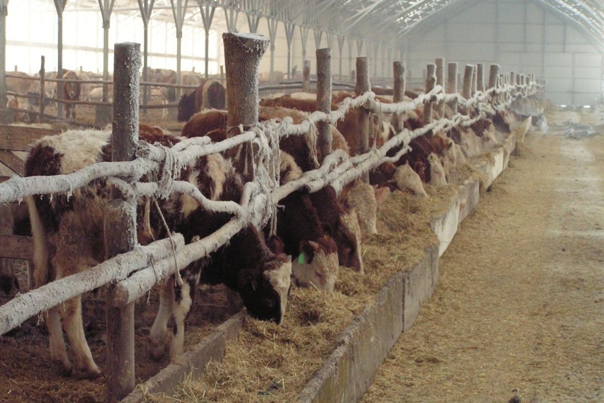 Fattening bulls in Russia