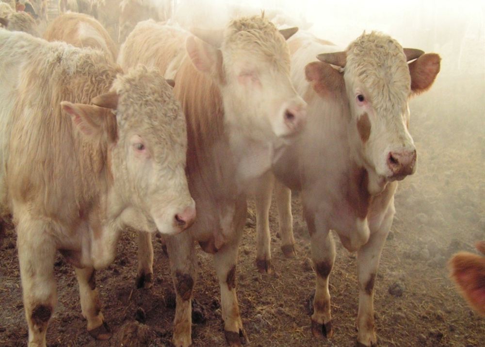 Fattening bulls