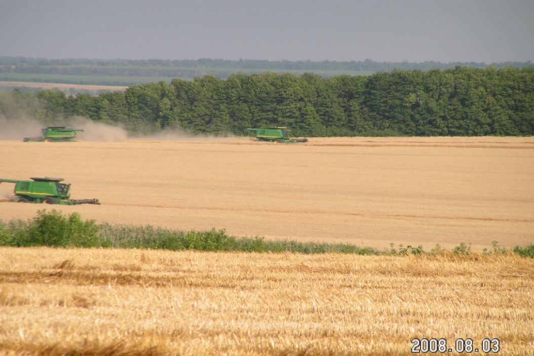Wheat harvest in Russia