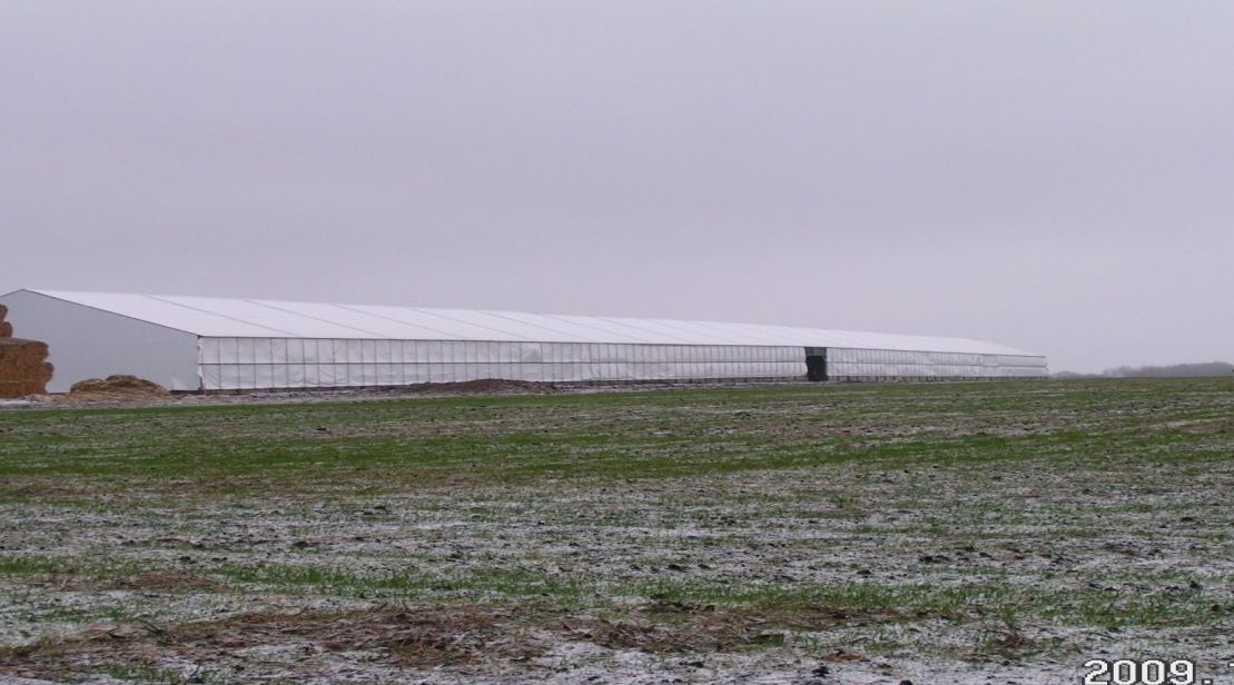 Cow barn in winter in Russia