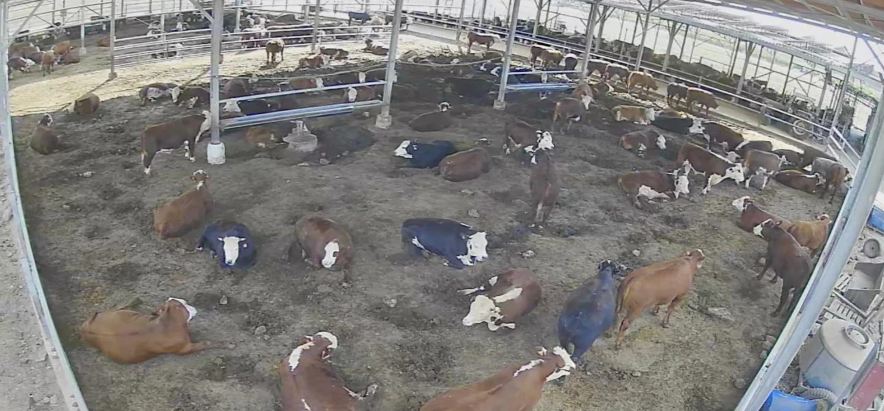 Fattening bulls in Israel