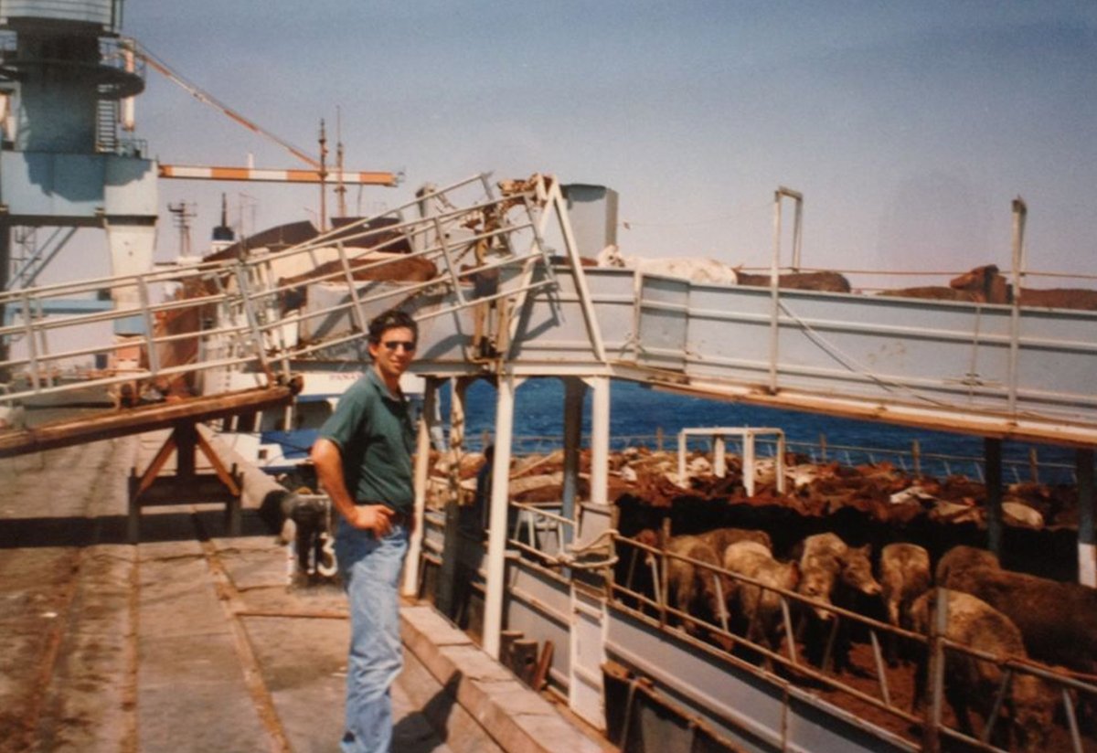 Loading cattle onto a ship